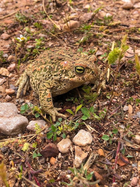 Vertical shot of a frog