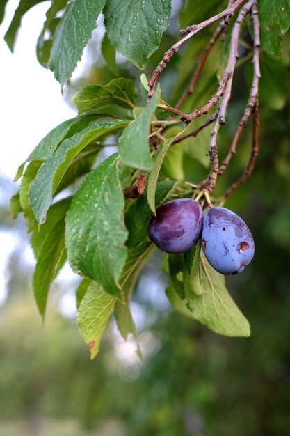 Vertical shot of a fruity plum branch