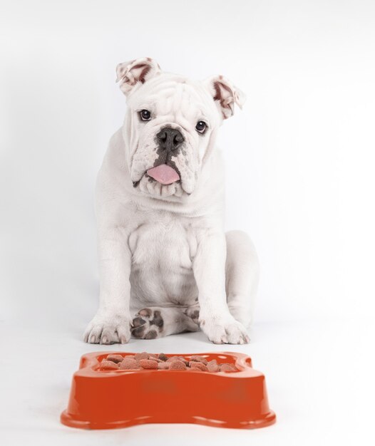 Vertical shot of a funny English bulldog puppy sitting and waiting in front of his food