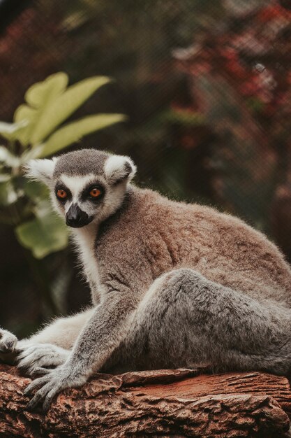 Vertical shot of funny Ring-tailed lemur