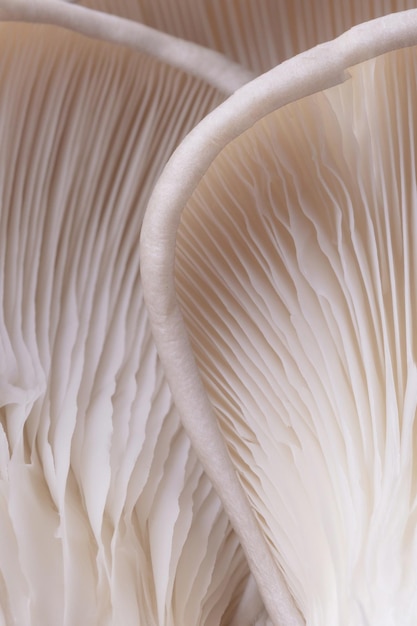 Vertical shot of the gills of edible mushrooms