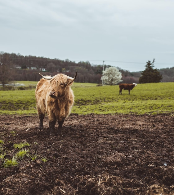 Vertical shot of a ginger bull on a green field outdoors