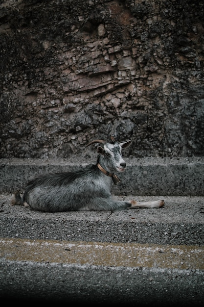 Free photo vertical shot of a goat resting on a concrete street