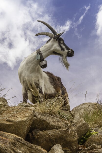 Vertical shot of a goat standing on a big rock in Saas-Fee, Switzerland