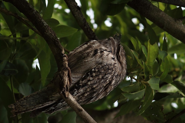 Vertical shot of a Golden Nightjar perched on a tree branch