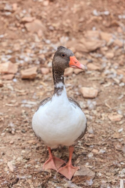 Vertical shot of a goose on the field