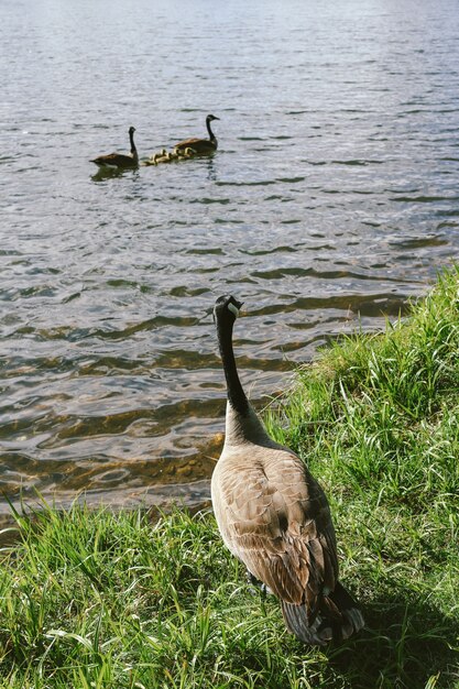 Vertical shot of a goose looking at two other geese swimming in the water