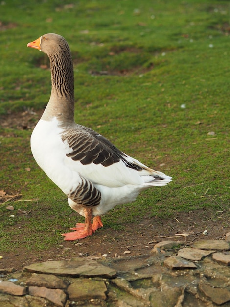 Vertical shot of a goose standing on the ground