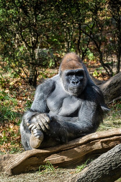 Vertical shot of a gorilla chilling and sitting in the forest during a sunny day