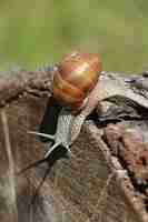 Free photo vertical shot of a grape snail along the log