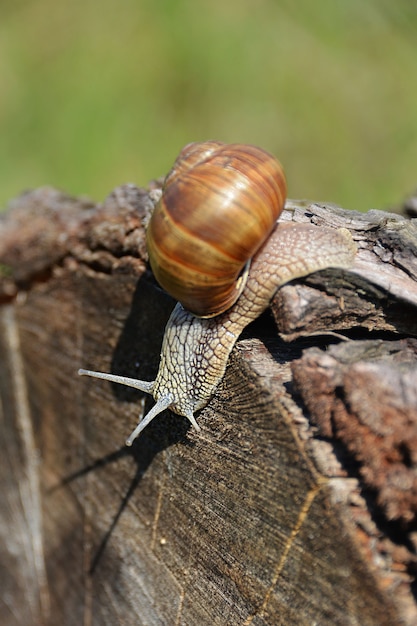 Vertical shot of a grape snail along the log