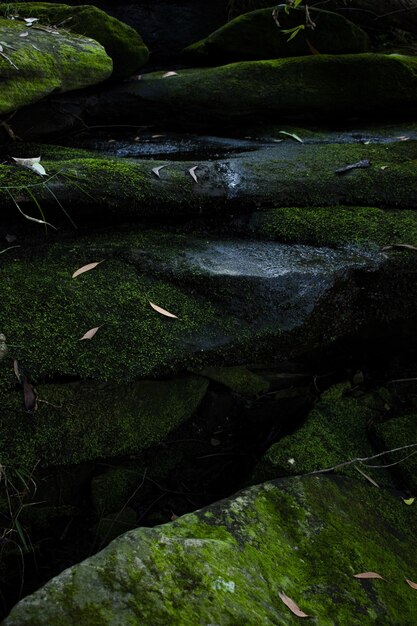 Vertical shot of grass and green fungi growing on wet rocks