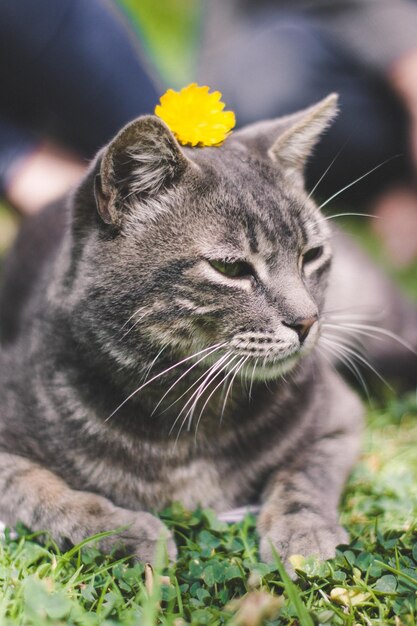 Vertical shot of a gray cat laying on the grass with a yellow flower on its head