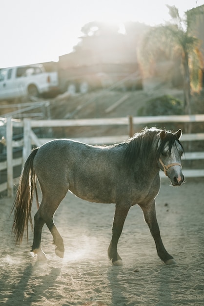 Vertical shot of a gray horse wearing a harness walking on a sandy ground