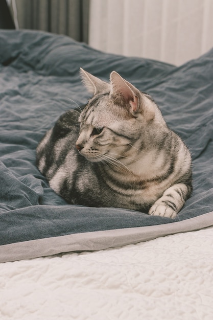 침대에 누워 회색 얼룩 고양이의 세로 샷