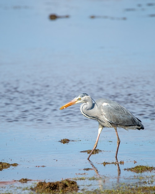 Vertical shot of a great blue heron near a lake during daytime