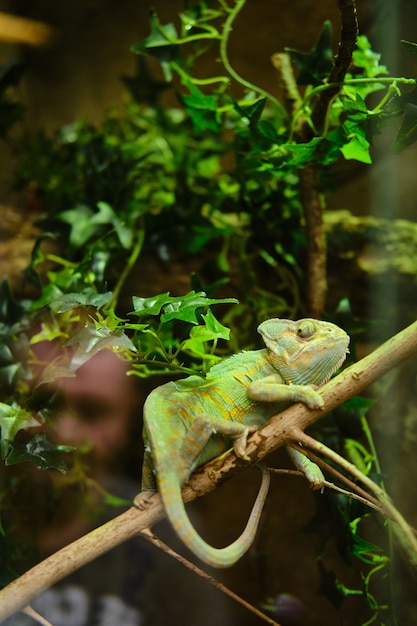 Vertical shot of a green chameleon sitting on a tree branch