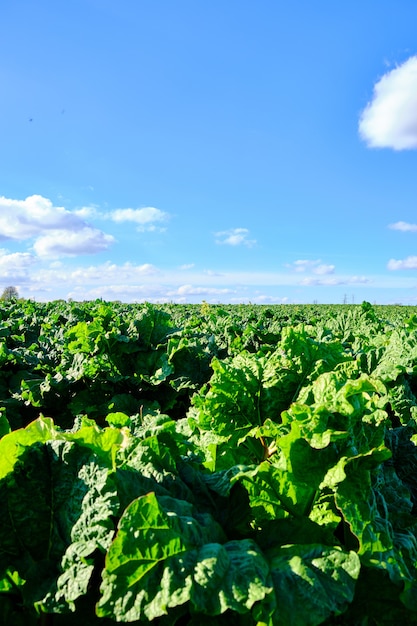 澄んだ青い空の下での緑の農場の垂直ショットは、イギリスのウェストヨークシャーで撮影されました