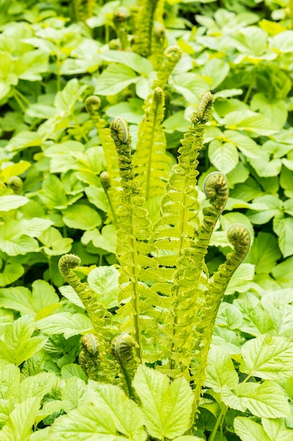 Вертикальный снимок зеленых папоротников, растущих рядом с другими растениями в поле