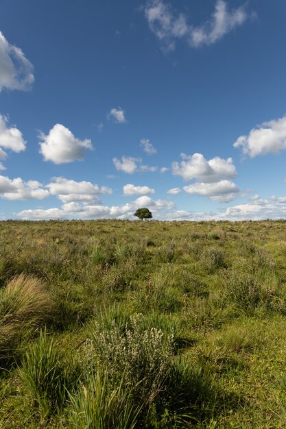 Vertical shot of a green field with a single tree on the background and white clouds in blue sky