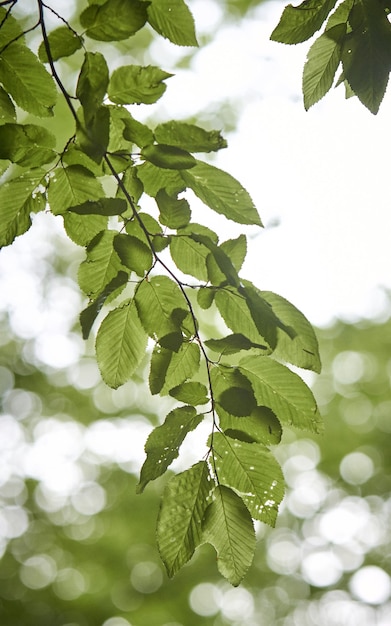 Foto gratuita colpo verticale di foglie verdi su un ramo