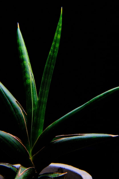 Free photo vertical shot of the green leaves of a plant in the dark