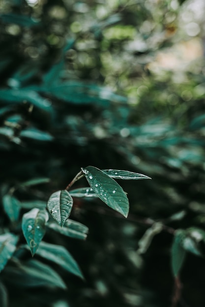 Free photo vertical shot of green leaves with dew