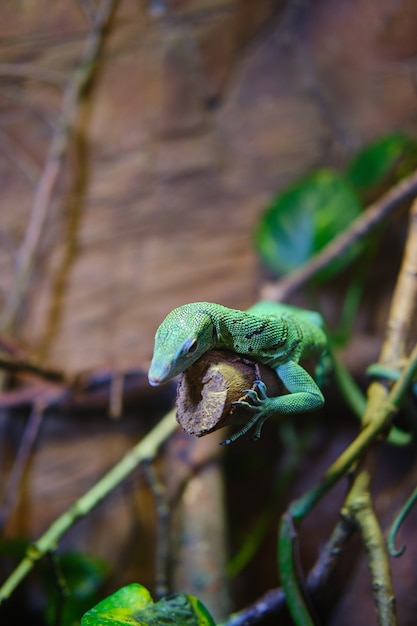 Colpo verticale di una lucertola verde su un ramo di un albero