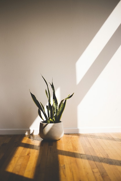 Vertical shot of a green long-leaved plant in a white pot inside a room. Great for a room decor