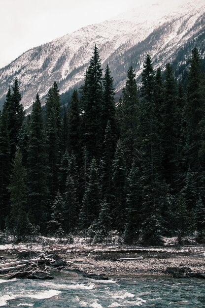 雪に覆われた山々の下で川の近くの緑の松の木の垂直ショット