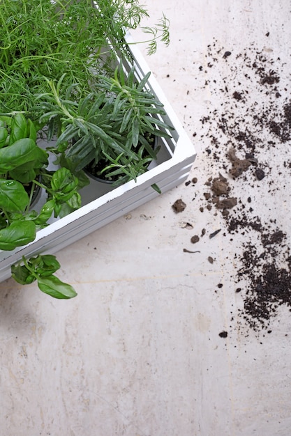 Vertical shot of the green plants next to the soil