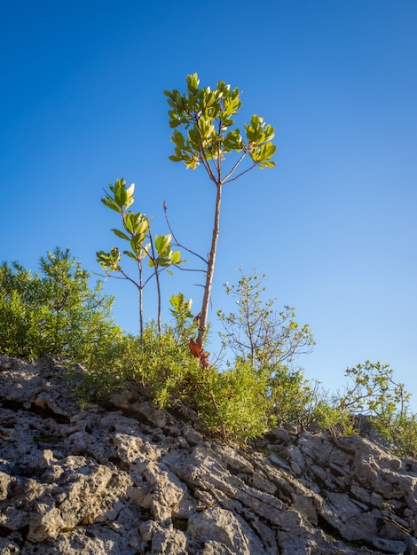 Vertical shot of green plants and trees on a rocky hill on a sunny day