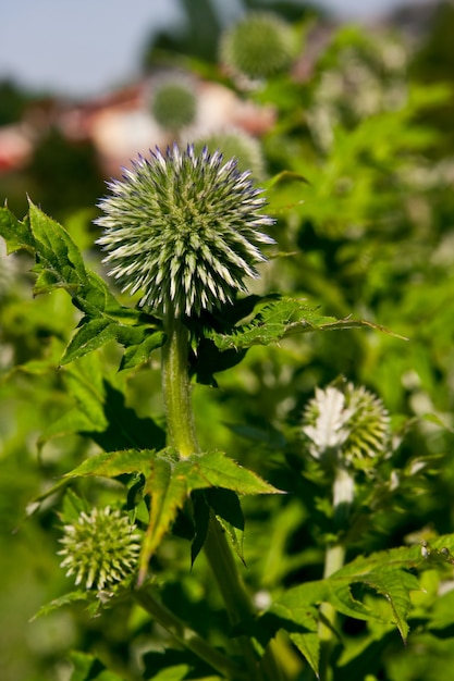 Vertical shot of a green round plant called Echinops