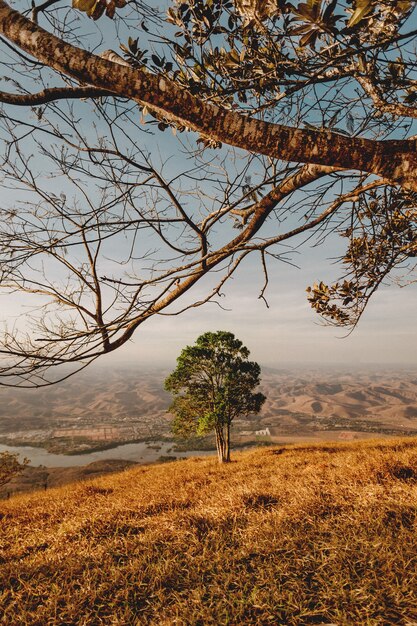 Vertical shot of a green tree  with an overlooking view of a river and mountains under the clear sky