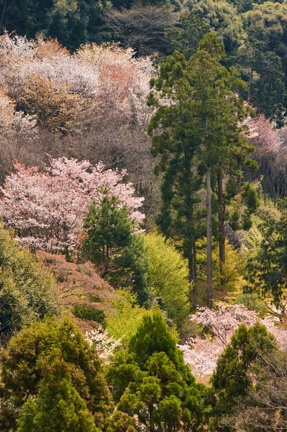 숲에서 푸른 나무의 세로 샷