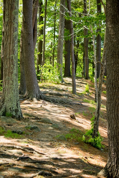 Вертикальная съемка зеленых деревьев и грязной дороги в красивом лесе в солнечный день