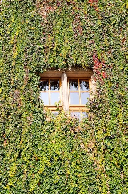 벽과 유리창을 덮는 녹색 덩굴 식물의 세로 샷