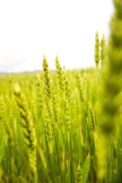 Vertical shot of green wheat field on white sky background