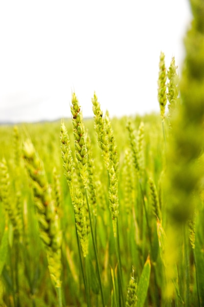 Вертикальный снимок зеленого поля пшеницы на фоне белого неба