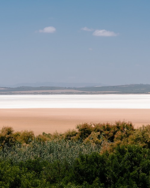 Vertical shot of the greenery on a sandy beach