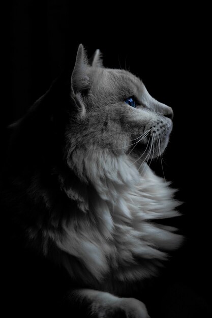 暗闇の中で青い目をした灰色の猫の垂直ショット