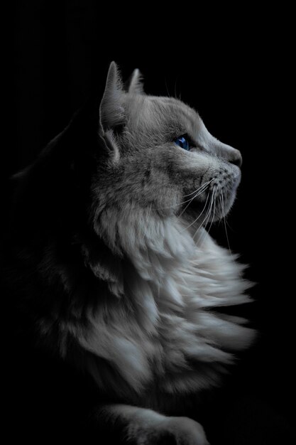 Vertical shot of a grey cat with blue eyes in the dark