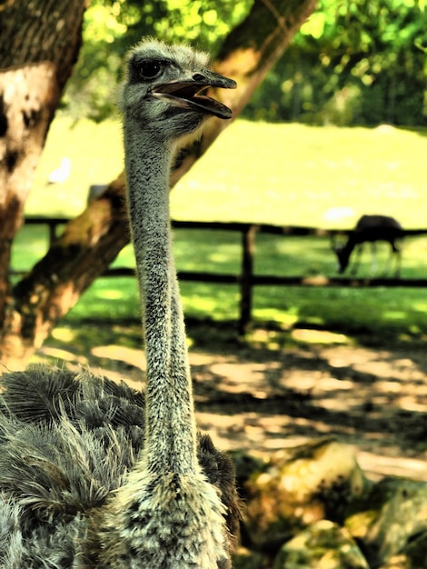 Free photo vertical shot of a grey ostrich in a park during daytime