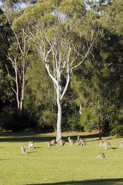 Vertical shot of a group of kangaroos standing in the sunny valley near the tree