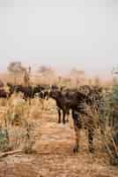 Free photo vertical shot of a group of water buffalos hanging out in the middle of a dry field