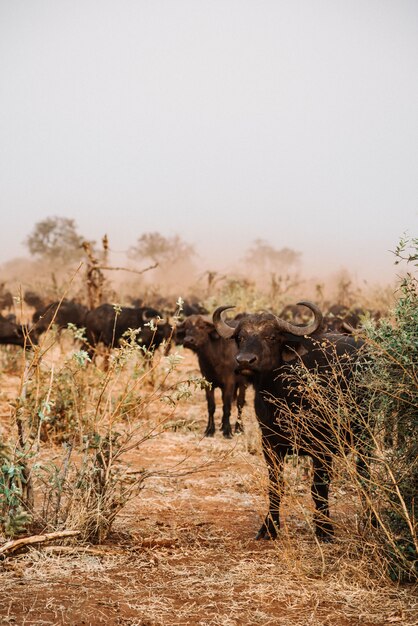 Vertical shot of a group of water buffalos hanging out in the middle of a dry field