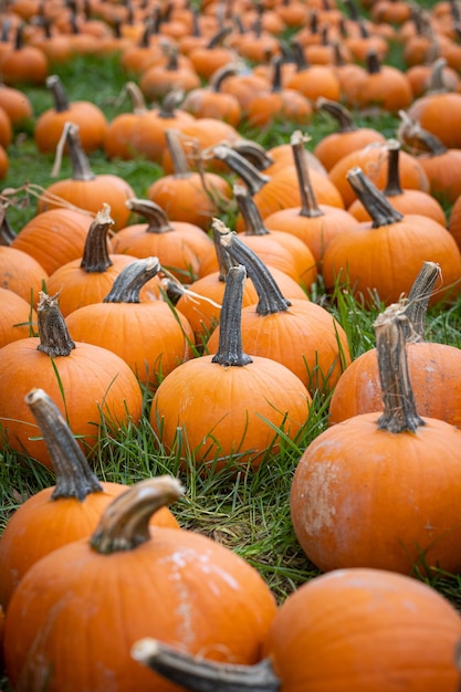 Vertical shot of harvested pumpkins on a grass