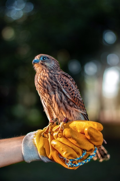 Vertical shot of a hawk on a person's hand