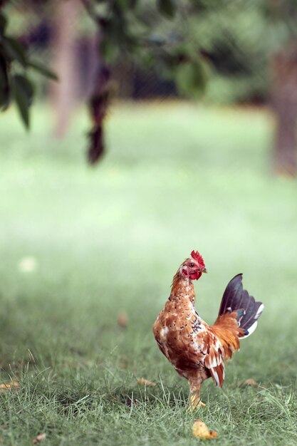 Vertical shot of a hen on a green meadow