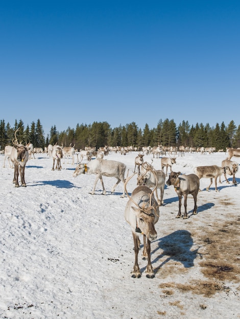 Vertical shot of a herd of deer walking in the snowy valley near the forest in winter